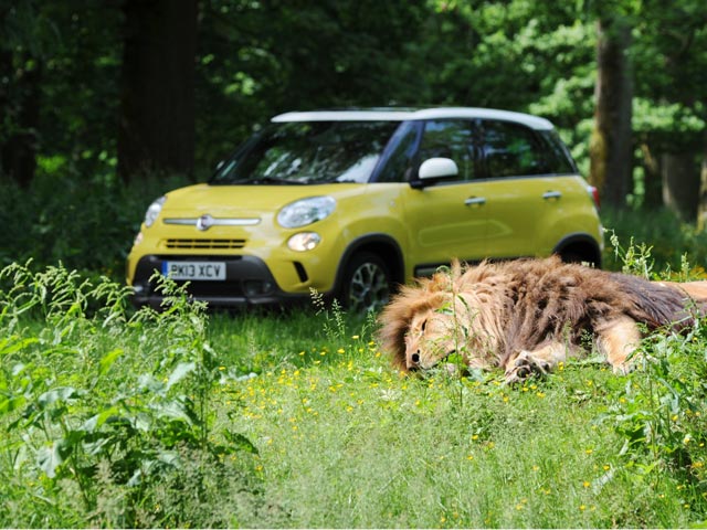 The Fiat 500L Trekking and a lion