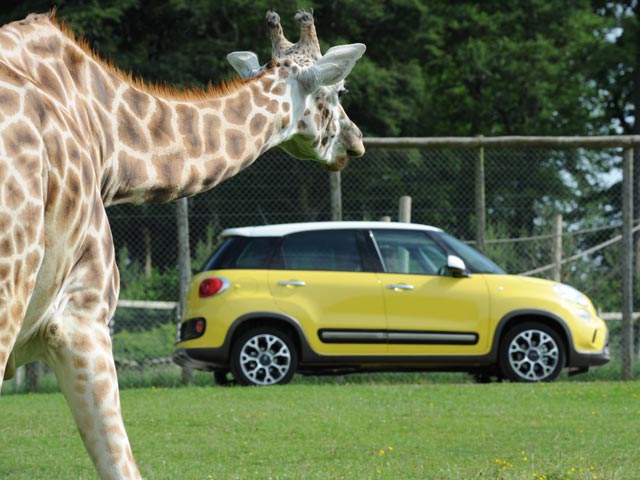 Fiat 500L Trekking and a giraffe