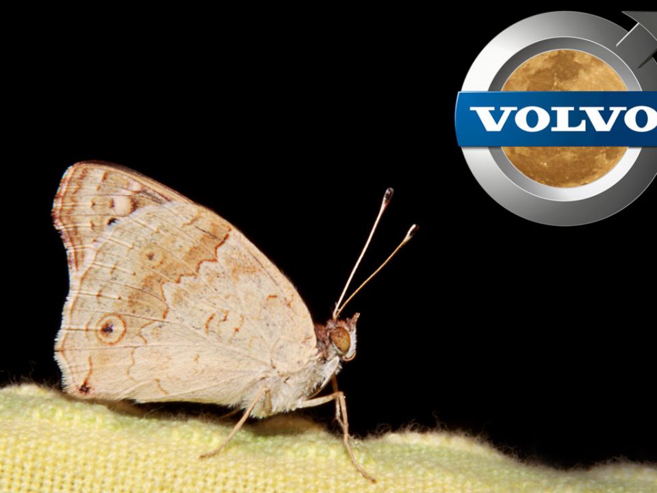 Volvo moth detection system